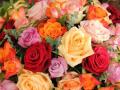 Rose Day 2024: A Guide to 10 Rose Colors and Their Significance - Hindi News | Rose Day 2024: A Guide to 10 Rose Colors and Their Significance | Latest lifestyle News at Lokmattimes.com