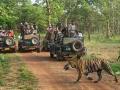 New Safari Rules at Tadoba: Gypsy Jumping, Full-Day Access & Late-Night Entry - Hindi News | New Safari Rules at Tadoba: Gypsy Jumping, Full-Day Access & Late-Night Entry | Latest national News at Lokmattimes.com