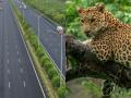 Samruddhi Expressway: A Safe Passage for Wildlife Amidst Smooth Travel - Hindi News | Samruddhi Expressway: A Safe Passage for Wildlife Amidst Smooth Travel | Latest maharashtra News at Lokmattimes.com