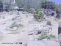 California Earthquake: African Elephants at San Diego Zoo Form ‘Protective Circle’ Around Calves After Tremors; Video Goes Viral - Hindi News | California Earthquake: African Elephants at San Diego Zoo Form ‘Protective Circle’ Around Calves After Tremors; Video Goes Viral | Latest international News at Lokmattimes.com
