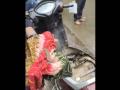 Thane: Sand Boa Snake Hiding Inside Scooter Engine in Dombivli, Rescued (Watch Video) - Hindi News | Thane: Sand Boa Snake Hiding Inside Scooter Engine in Dombivli, Rescued (Watch Video) | Latest thane News at Lokmattimes.com