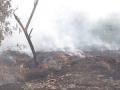 Delhi: Fire Breaks Out in Sanjay Lake Forest - Hindi News | Delhi: Fire Breaks Out in Sanjay Lake Forest | Latest national News at Lokmattimes.com