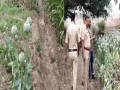 Pune: Cultivation of opium poppies in wheat fields; Police seize 1,374 plants, two arrested - Hindi News | Pune: Cultivation of opium poppies in wheat fields; Police seize 1,374 plants, two arrested | Latest maharashtra News at Lokmattimes.com