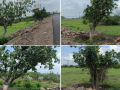 Tree transplantation on highway success with 85% survival rate - Hindi News | Tree transplantation on highway success with 85% survival rate | Latest maharashtra News at Lokmattimes.com