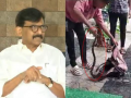 Watch: Unexpected snake appearance startles attendees during press conference at Sanjay Raut's residence - Hindi News | Watch: Unexpected snake appearance startles attendees during press conference at Sanjay Raut's residence | Latest maharashtra News at Lokmattimes.com