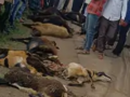 Chhatrapati Sambhajinagar: 17 sheep fatally struck by speeding truck on Sillod -Bharadi road - Hindi News | Chhatrapati Sambhajinagar: 17 sheep fatally struck by speeding truck on Sillod -Bharadi road | Latest maharashtra News at Lokmattimes.com
