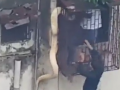 Watch: Massive 10-ft long python dangles from residential window in Thane - Hindi News | Watch: Massive 10-ft long python dangles from residential window in Thane | Latest maharashtra News at Lokmattimes.com