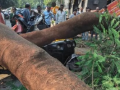 Pune: Tree collapse near Kothrud's Dashbhuja Ganpati temple injures four, one hospitalised - Hindi News | Pune: Tree collapse near Kothrud's Dashbhuja Ganpati temple injures four, one hospitalised | Latest maharashtra News at Lokmattimes.com