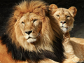 Ask Your Conscience: West Bengal High Court’s Advice on Naming Lion Akbar and Lioness Sita - Hindi News | Ask Your Conscience: West Bengal High Court’s Advice on Naming Lion Akbar and Lioness Sita | Latest national News at Lokmattimes.com