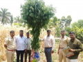 Pimpri-Chinchwad Police Arrest Farmer for Cultivating Marijuana Worth Rs 11 Lakh in Agarwadi Farm - Hindi News | Pimpri-Chinchwad Police Arrest Farmer for Cultivating Marijuana Worth Rs 11 Lakh in Agarwadi Farm | Latest maharashtra News at Lokmattimes.com