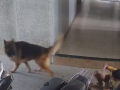 Pune Dog Attack: Minor Boy Injured After German Shepherd Attacks Him in Pimpri-Chinchwad; Video Surfaces - Hindi News | Pune Dog Attack: Minor Boy Injured After German Shepherd Attacks Him in Pimpri-Chinchwad; Video Surfaces | Latest pune News at Lokmattimes.com