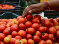 Mumbai: Tomato Prices Surge Over 30% as APMC Supply Drops — Check Current Rates Here - Hindi News | Mumbai: Tomato Prices Surge Over 30% as APMC Supply Drops — Check Current Rates Here | Latest mumbai News at Lokmattimes.com