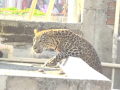 Nagpur: Victims Recall Leopard Watching a Child Before Attacking — Residents Say They Feared for Their Lives (Watch Video) - Hindi News | Nagpur: Victims Recall Leopard Watching a Child Before Attacking — Residents Say They Feared for Their Lives (Watch Video) | Latest maharashtra News at Lokmattimes.com