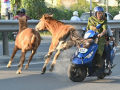 Coimbatore Shocker: Two-Wheeler Topples After Stray Horse Hits Scooty Near Vellakinaru - Hindi News | Coimbatore Shocker: Two-Wheeler Topples After Stray Horse Hits Scooty Near Vellakinaru | Latest social-viral News at Lokmattimes.com