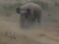 Jharkhand: Four Killed as Herd of 42 Elephants Goes on Rampage in Ramgarh District - Hindi News | Jharkhand: Four Killed as Herd of 42 Elephants Goes on Rampage in Ramgarh District | Latest national News at Lokmattimes.com