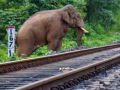 Assam Train Accident: Eight Elephants Killed After Rajdhani Express Collides With Herd in Hojai, Train Services Disrupted - Hindi News | Assam Train Accident: Eight Elephants Killed After Rajdhani Express Collides With Herd in Hojai, Train Services Disrupted | Latest national News at Lokmattimes.com