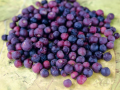Falsa Fruit Benefits in Summer: 5 Reasons to Eat This Tangy-Sweet Fruit for Energy, Immunity and Better Health - Hindi News | Falsa Fruit Benefits in Summer: 5 Reasons to Eat This Tangy-Sweet Fruit for Energy, Immunity and Better Health | Latest health News at Lokmattimes.com
