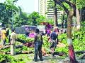 Mumbai: BMC Prunes Over 12,000 Trees, Removes 279 Hazardous Ones Amid Summer Drive - Hindi News | Mumbai: BMC Prunes Over 12,000 Trees, Removes 279 Hazardous Ones Amid Summer Drive | Latest mumbai News at Lokmattimes.com