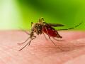 Kerala resident dies of West Nile fever, health department on alert - Hindi News | Kerala resident dies of West Nile fever, health department on alert | Latest national News at Lokmattimes.com