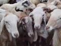 Pongal 2025 Celebration in Tamil Nadu: Goats Sold for Over Rs 1 Crore at Andipatti Sheep Market in Theni (Watch Video) - Hindi News | Pongal 2025 Celebration in Tamil Nadu: Goats Sold for Over Rs 1 Crore at Andipatti Sheep Market in Theni (Watch Video) | Latest national News at Lokmattimes.com