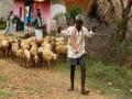 100 animals in Karnataka under coronavirus threat after shepherd tests positive for COVID-19 - Hindi News | 100 animals in Karnataka under coronavirus threat after shepherd tests positive for COVID-19 | Latest national News at Lokmattimes.com