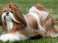 Mumbai: Son Steals Gold Chain to Buy Mother a Shih Tzu Dog as a Gift - Hindi News | Mumbai: Son Steals Gold Chain to Buy Mother a Shih Tzu Dog as a Gift | Latest mumbai News at Lokmattimes.com
