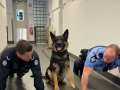 Video of a German Shepherd doing push-up challenge with police officers is unmissable! - Hindi News | Video of a German Shepherd doing push-up challenge with police officers is unmissable! | Latest social-viral News at Lokmattimes.com
