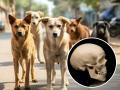 Madhya Pradesh Shocker: Dogs Found Playing with Skull Near Jabalpur Medical College, Investigation Underway - Hindi News | Madhya Pradesh Shocker: Dogs Found Playing with Skull Near Jabalpur Medical College, Investigation Underway | Latest national News at Lokmattimes.com