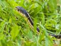 Bihar man bites snake after it bit him, dies - Hindi News | Bihar man bites snake after it bit him, dies | Latest national News at Lokmattimes.com