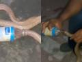 Odisha: Snake Helpline Volunteers Rescue Cobra Stuck in Empty Milk Bottle in Bhubaneswar; Video Goes Viral - Hindi News | Odisha: Snake Helpline Volunteers Rescue Cobra Stuck in Empty Milk Bottle in Bhubaneswar; Video Goes Viral | Latest social-viral News at Lokmattimes.com