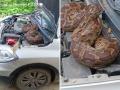 Snake in BJP Leader’s Car: 7-Foot Python Found Inside Bonnet of Nagendra Pratap Singh's Car in Barabanki (Watch Video) - Hindi News | Snake in BJP Leader’s Car: 7-Foot Python Found Inside Bonnet of Nagendra Pratap Singh's Car in Barabanki (Watch Video) | Latest social-viral News at Lokmattimes.com