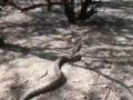 Snake in Noida: Huge python spotted at Uncha Village; Rescued (Watch Video) - Hindi News | Snake in Noida: Huge python spotted at Uncha Village; Rescued (Watch Video) | Latest national News at Lokmattimes.com