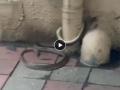 Thane: PAWS Founder Nilesh Bhanage Rescues 5-Foot Rat Snake Trapped in Pipe in Badlapur (Watch Video) - Hindi News | Thane: PAWS Founder Nilesh Bhanage Rescues 5-Foot Rat Snake Trapped in Pipe in Badlapur (Watch Video) | Latest thane News at Lokmattimes.com