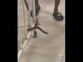 Thane: Snake Sparks Panic at District Hospital After Slipping Into Ward; Video Goes Viral - Hindi News | Thane: Snake Sparks Panic at District Hospital After Slipping Into Ward; Video Goes Viral | Latest thane News at Lokmattimes.com