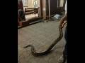 Mumbai: Huge Python Snake Rescued From Mahim Police Station Premisses; Video Goes Viral - Hindi News | Mumbai: Huge Python Snake Rescued From Mahim Police Station Premisses; Video Goes Viral | Latest mumbai News at Lokmattimes.com
