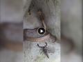 Snake vs Scorpion Viral Video: 7-Foot Cobra Faces Off Against Poisonous Insect; Watch What Happens Next - Hindi News | Snake vs Scorpion Viral Video: 7-Foot Cobra Faces Off Against Poisonous Insect; Watch What Happens Next | Latest social-viral News at Lokmattimes.com