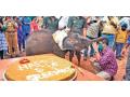 Viral Video! Baby elephant celebrates her first birthday by cutting rice & ragi cake - Hindi News | Viral Video! Baby elephant celebrates her first birthday by cutting rice & ragi cake | Latest social-viral News at Lokmattimes.com