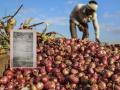Solapur: Farmer gets Rs 2 for 512 kg of onions after travelling 70 km - Hindi News | Solapur: Farmer gets Rs 2 for 512 kg of onions after travelling 70 km | Latest maharashtra News at Lokmattimes.com