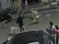 Karnataka: Father Heroically Saves Family as Stray Dogs Attack in Belagavi; CCTV Footage Surfaces - Hindi News | Karnataka: Father Heroically Saves Family as Stray Dogs Attack in Belagavi; CCTV Footage Surfaces | Latest national News at Lokmattimes.com