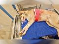 Mumbai Shocker: Stray Dog Shot in Andheri For Barking, Residents Rally to Save Its Life Amid Outrage - Hindi News | Mumbai Shocker: Stray Dog Shot in Andheri For Barking, Residents Rally to Save Its Life Amid Outrage | Latest mumbai News at Lokmattimes.com