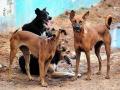 Pimpri Chinchwad: Stray dog problem persists despite sterilization efforts - Hindi News | Pimpri Chinchwad: Stray dog problem persists despite sterilization efforts | Latest maharashtra News at Lokmattimes.com