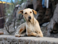 Mumbai Stray Dog Complaints Cross 10,000 in Eight Months, BMC Steps Up Action - Hindi News | Mumbai Stray Dog Complaints Cross 10,000 in Eight Months, BMC Steps Up Action | Latest mumbai News at Lokmattimes.com