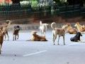 Chhatrapati Sambhajinagar: Civic body's efforts to sterilize dogs show no improvement - Hindi News | Chhatrapati Sambhajinagar: Civic body's efforts to sterilize dogs show no improvement | Latest maharashtra News at Lokmattimes.com