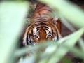 Chandrapur bamboo cutter killed in tiger attack at dense forest - Hindi News | Chandrapur bamboo cutter killed in tiger attack at dense forest | Latest maharashtra News at Lokmattimes.com