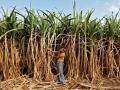 Yogi Adityanath Govt Raises Sugarcane MSP by ₹20 per quintal in Uttar Pradesh - Hindi News | Yogi Adityanath Govt Raises Sugarcane MSP by ₹20 per quintal in Uttar Pradesh | Latest national News at Lokmattimes.com