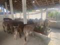Is Donkey Milk Permissible for Human Consumption? - Hindi News | Is Donkey Milk Permissible for Human Consumption? | Latest national News at Lokmattimes.com