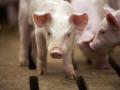 African Swine Fever in Mizoram: ASF Outbreak Results In the Death Of 28,350 Pigs - Hindi News | African Swine Fever in Mizoram: ASF Outbreak Results In the Death Of 28,350 Pigs | Latest national News at Lokmattimes.com