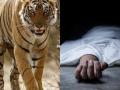 Gondia: 30-year-old woman killed in tiger attack - Hindi News | Gondia: 30-year-old woman killed in tiger attack | Latest maharashtra News at Lokmattimes.com