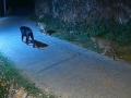 Rare Wildlife Moment: Black Panther Roams with Leopards in Tamil Nadu's Nilgiris (Watch Video) - Hindi News | Rare Wildlife Moment: Black Panther Roams with Leopards in Tamil Nadu's Nilgiris (Watch Video) | Latest national News at Lokmattimes.com