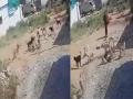 Telangana: Toddler Injured After Pack of Stray Dogs Attack in Sangareddy (Watch Video) - Hindi News | Telangana: Toddler Injured After Pack of Stray Dogs Attack in Sangareddy (Watch Video) | Latest national News at Lokmattimes.com